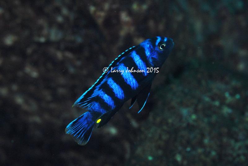 Chindongo saulosi 'Taiwanee Reef'